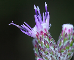 Saussurea ussuriensis