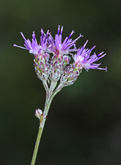 Saussurea ussuriensis