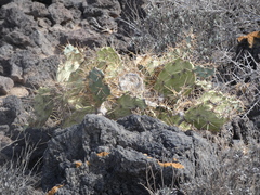 Opuntia stricta