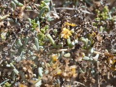 Salsola divaricata