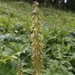 Aconitum sajanense - Photo (c) Dmitriy Bochkov,  זכויות יוצרים חלקיות (CC BY), הועלה על ידי Dmitriy Bochkov