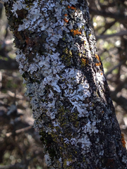 Physconia americana