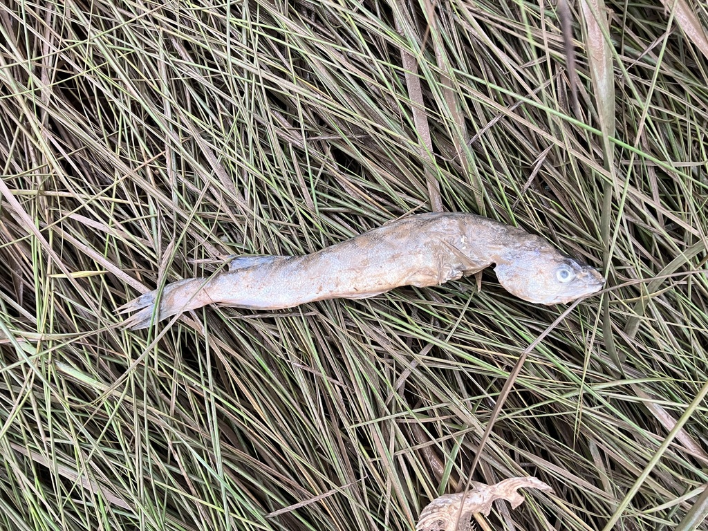 Cods and Haddocks from Westmorland, New Brunswick, Canada on September