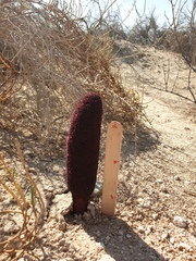 Cynomorium coccineum