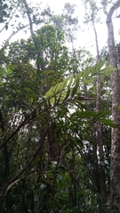 Dypsis catatiana