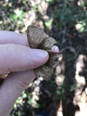 Yphthimoides patricia