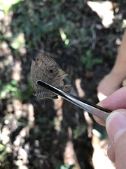 Yphthimoides patricia