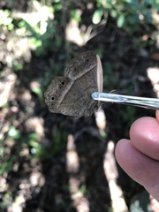 Yphthimoides patricia