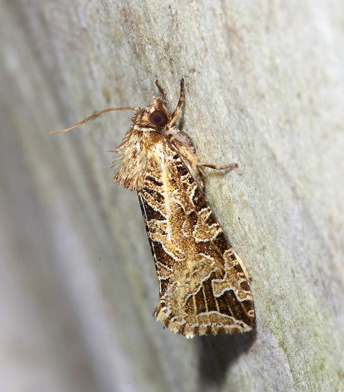 Auratonota