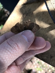 Yphthimoides patricia