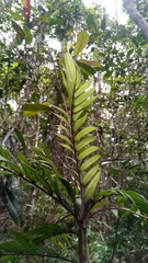 Dypsis catatiana
