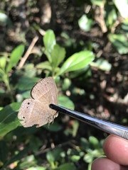 Yphthimoides patricia