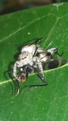 Metaphidippus