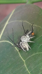 Metaphidippus
