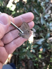 Yphthimoides patricia