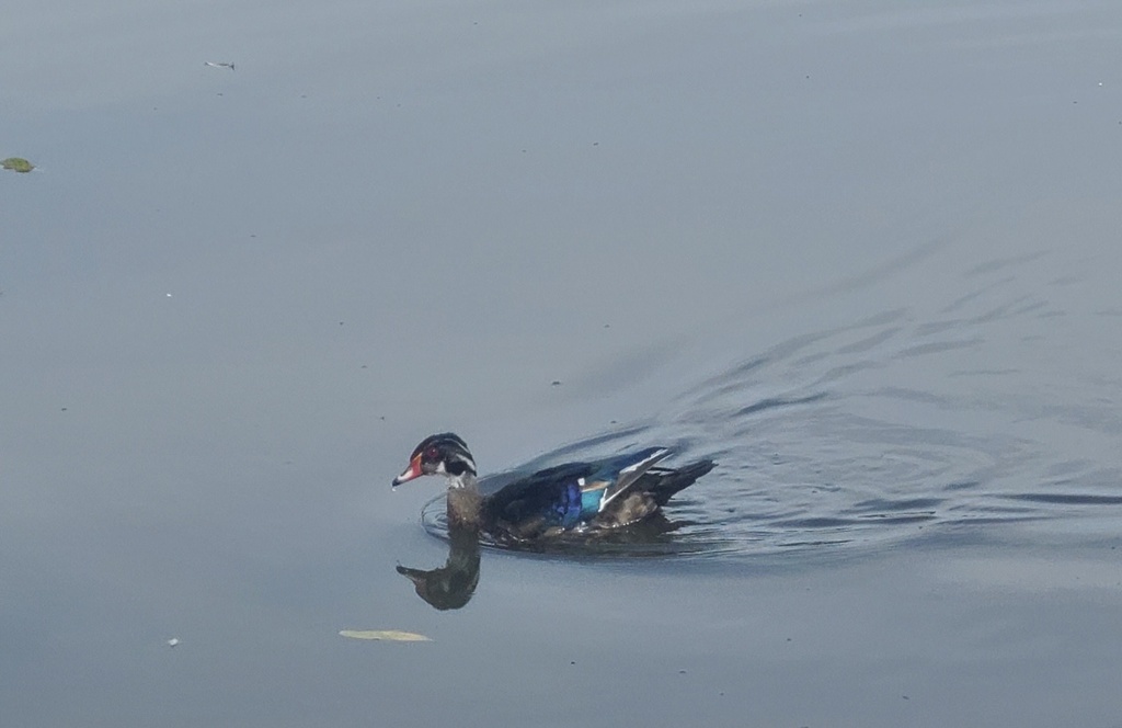 Wood Duck from Lost Lagoon, Vancouver, BC, CA on September 4, 2023 at ...