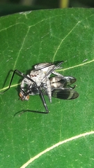 Metaphidippus