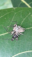 Metaphidippus