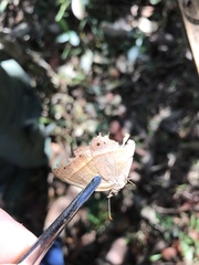 Yphthimoides patricia