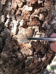 Yphthimoides patricia