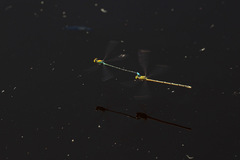 Pseudagrion aureofrons