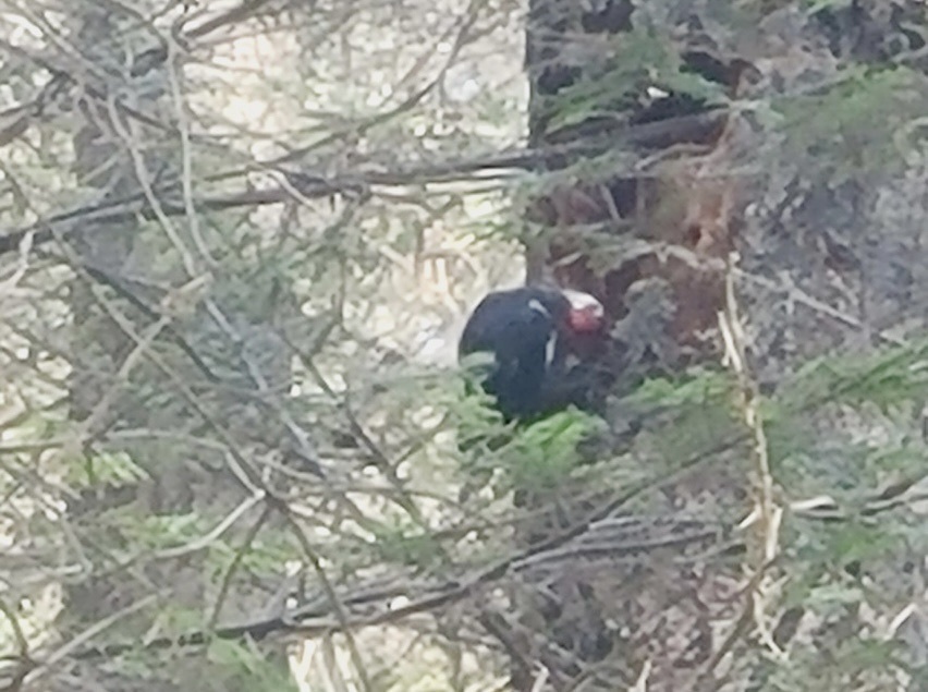 Pileated Woodpecker From Stanley Park Vancouver BC CA On September 4   Large 