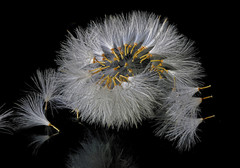 Kleinia fulgens