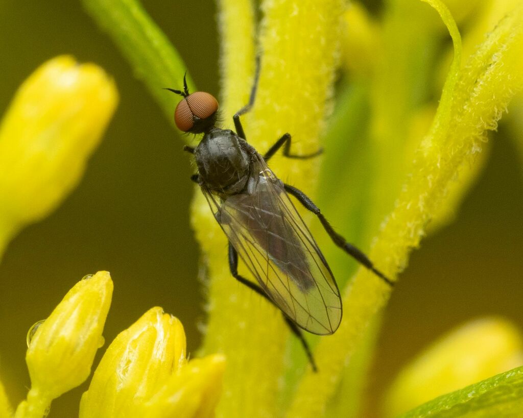 Empis vitripennis