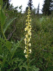 Pedicularis incarnata