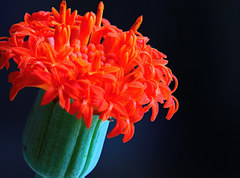 Kleinia fulgens