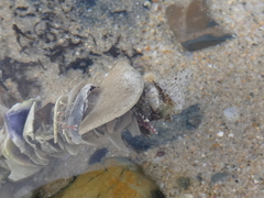 Diopatra dentata