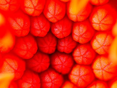 Kleinia fulgens
