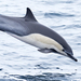 Common Dolphin - Photo (c) Steven Mlodinow, some rights reserved (CC BY-NC), uploaded by Steven Mlodinow