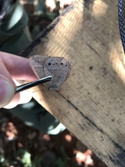 Yphthimoides patricia