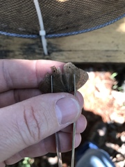 Yphthimoides patricia