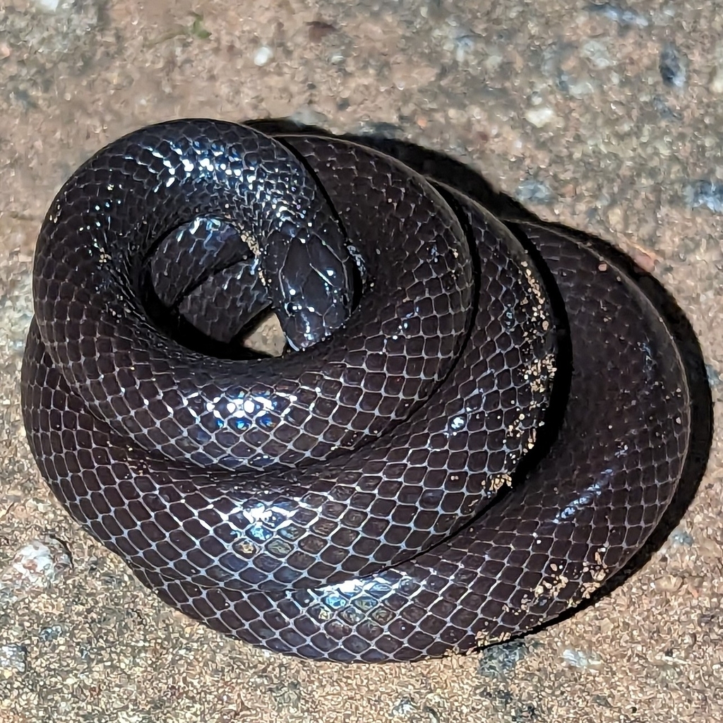 Dull Purple-glossed Snake