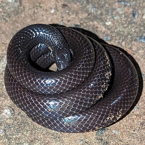 Dull Purple-glossed Snake, Amblyodipsas unicolor