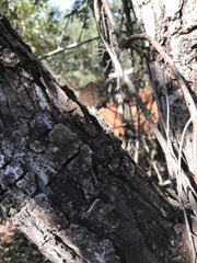 Yphthimoides patricia