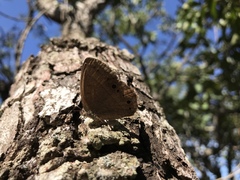 Yphthimoides patricia