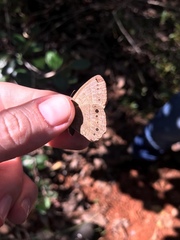 Yphthimoides patricia