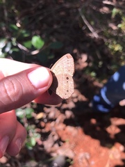 Yphthimoides patricia