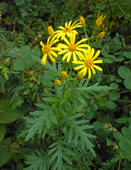 Jacobaea erucifolia argunensis