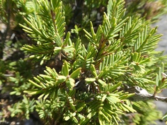 Melaleuca decussata