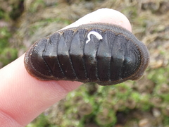 Ischnochiton australis
