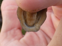 Ischnochiton australis