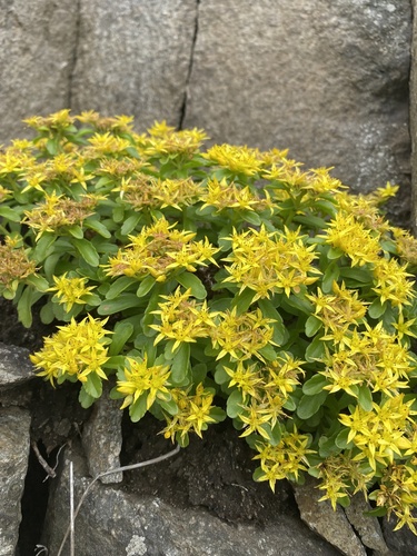 Phedimus kamtschaticus