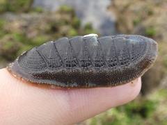 Ischnochiton australis