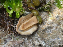 Ischnochiton australis
