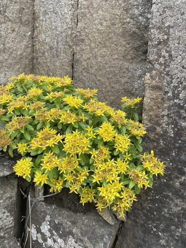 Phedimus kamtschaticus