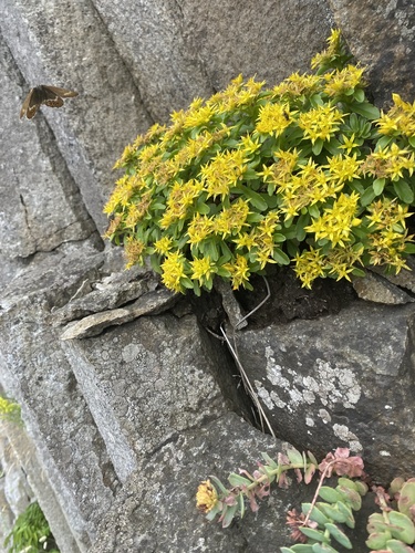 Phedimus kamtschaticus